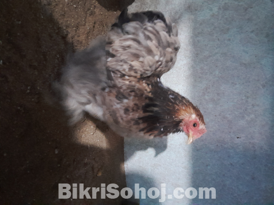 চীনের রানিং মল্টেড কোচিন মোরগ